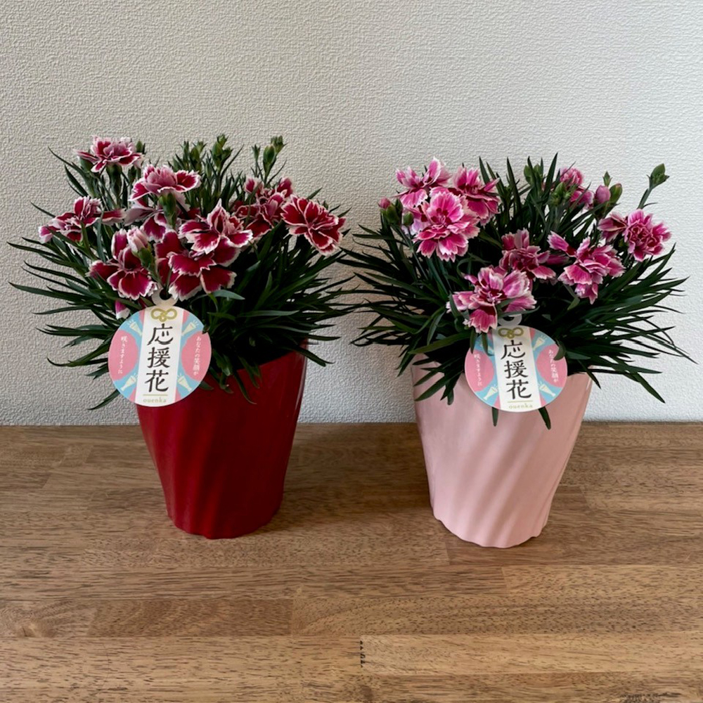 カーネーション　応援花