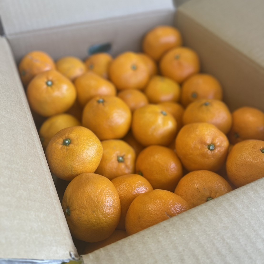 大阪産(もん)みかん