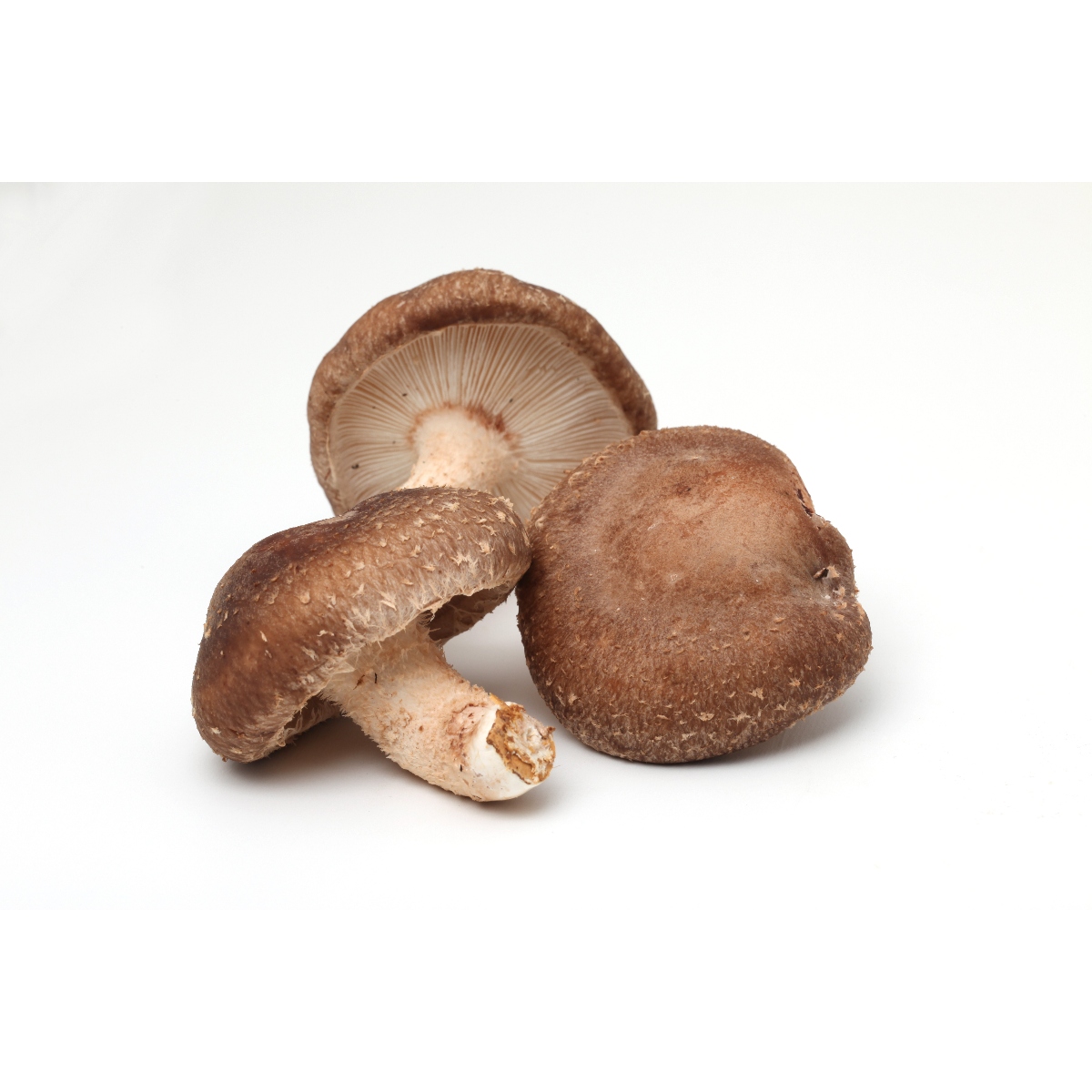 三宝ウエルネス株式会社さんの菌床生しいたけ