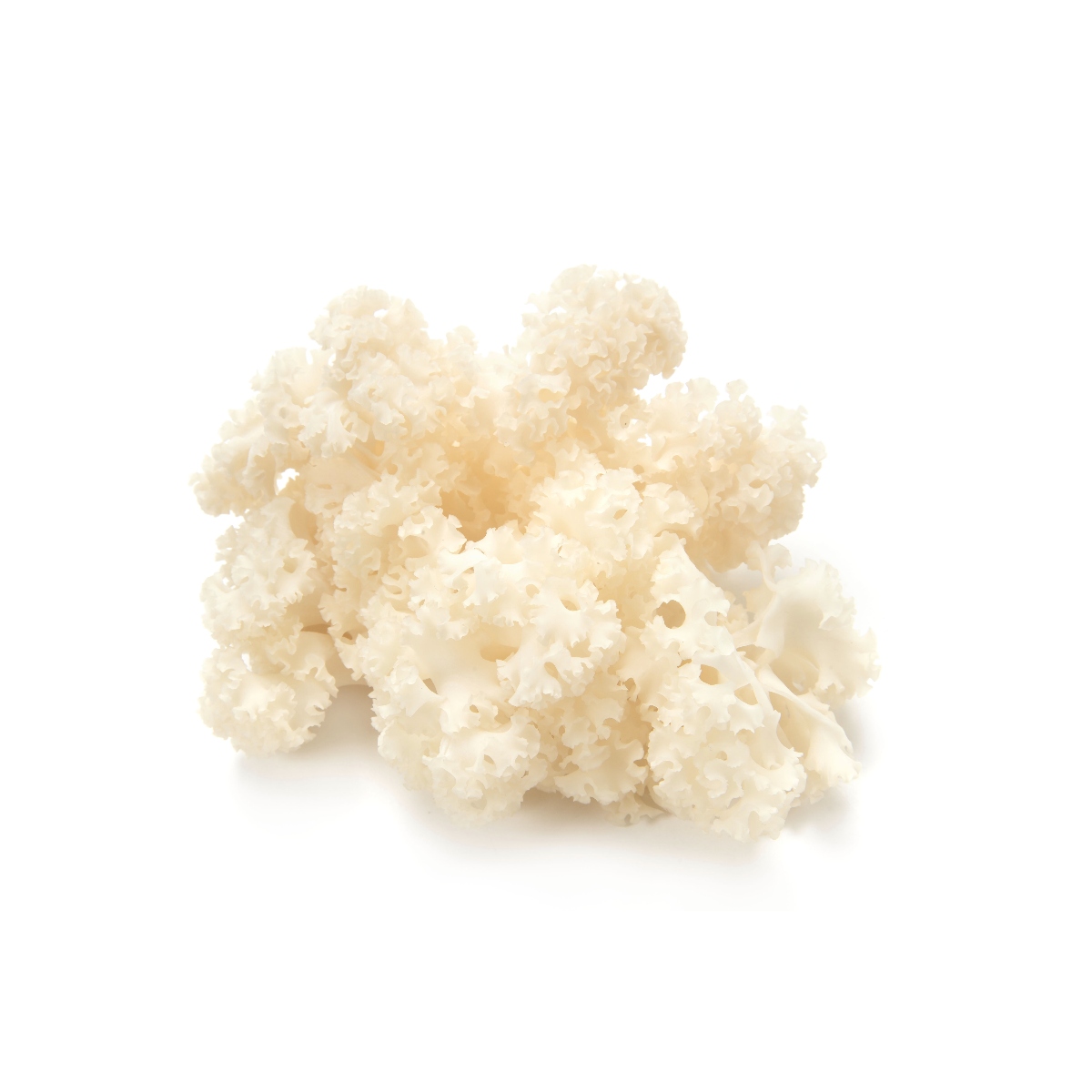 森の環さんのハナビラタケ