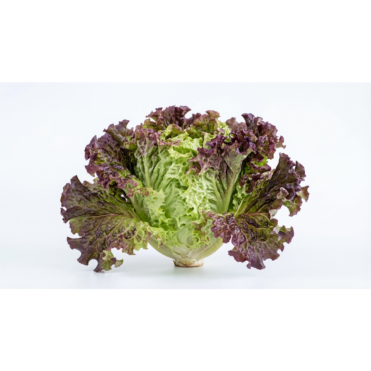 水田農園さんのリーフレタス(あか)