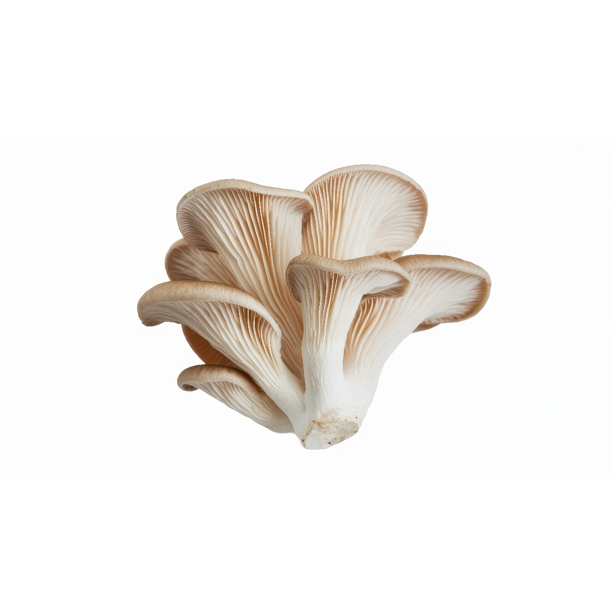 有坂きのこ園さんの白麗茸