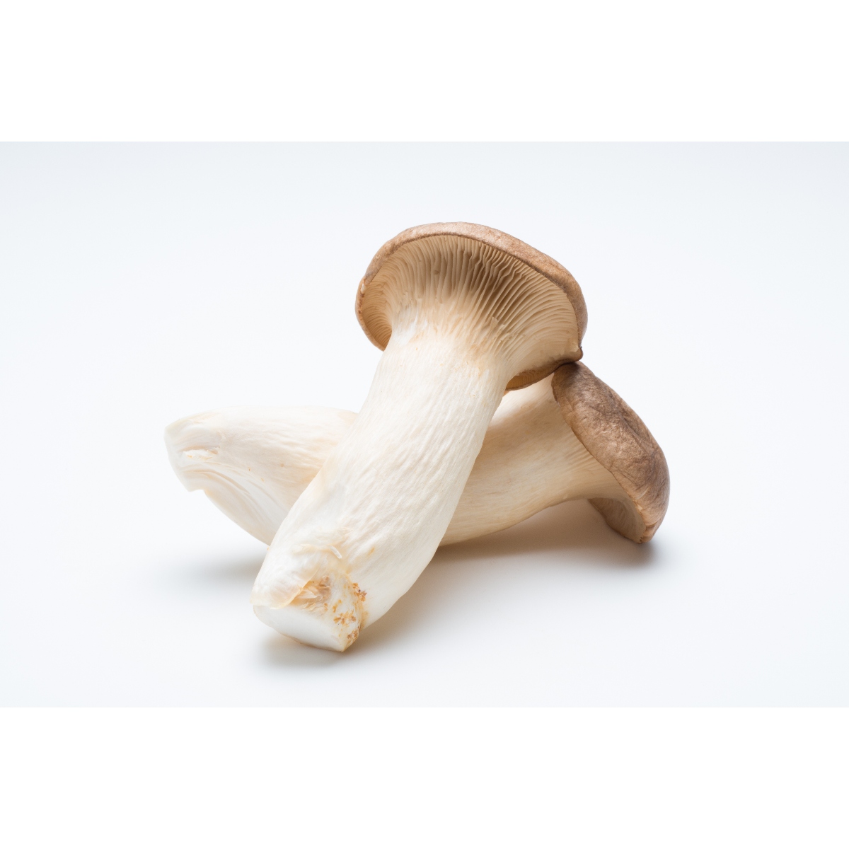 北村きのこ園さんの特大エリンギ