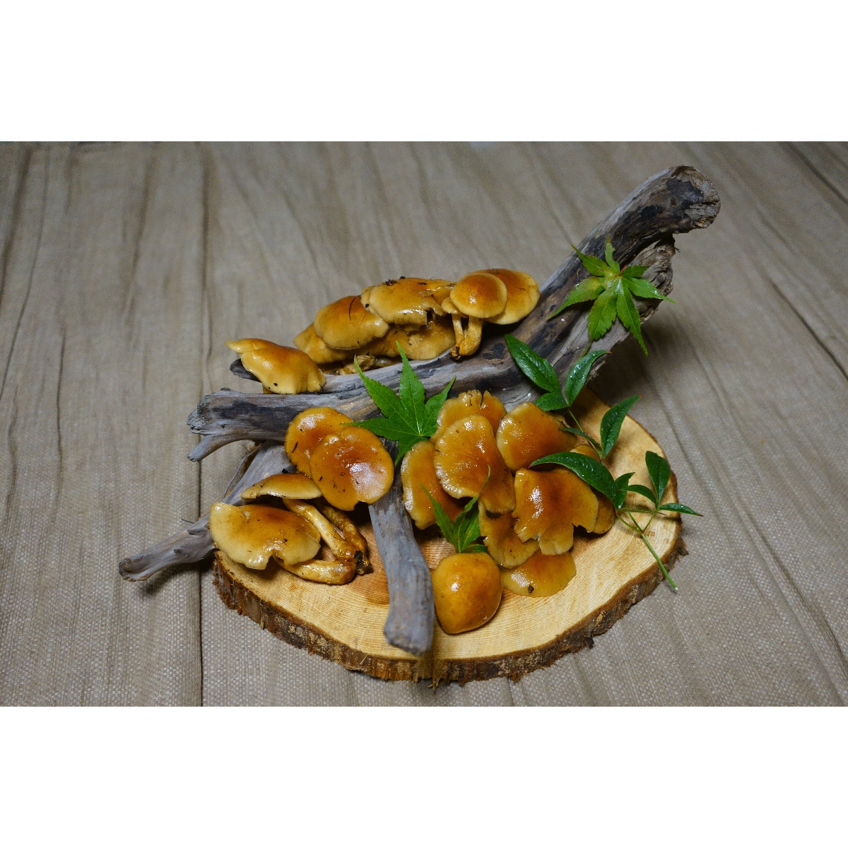 上湯川きのこ生産組合さんの十津川郷のひらきなめこ