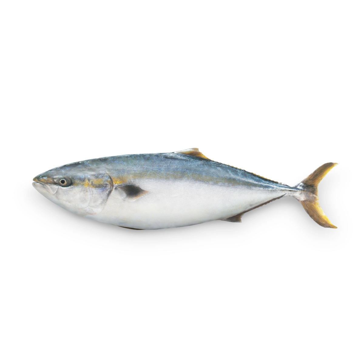 愛媛県産ぶり